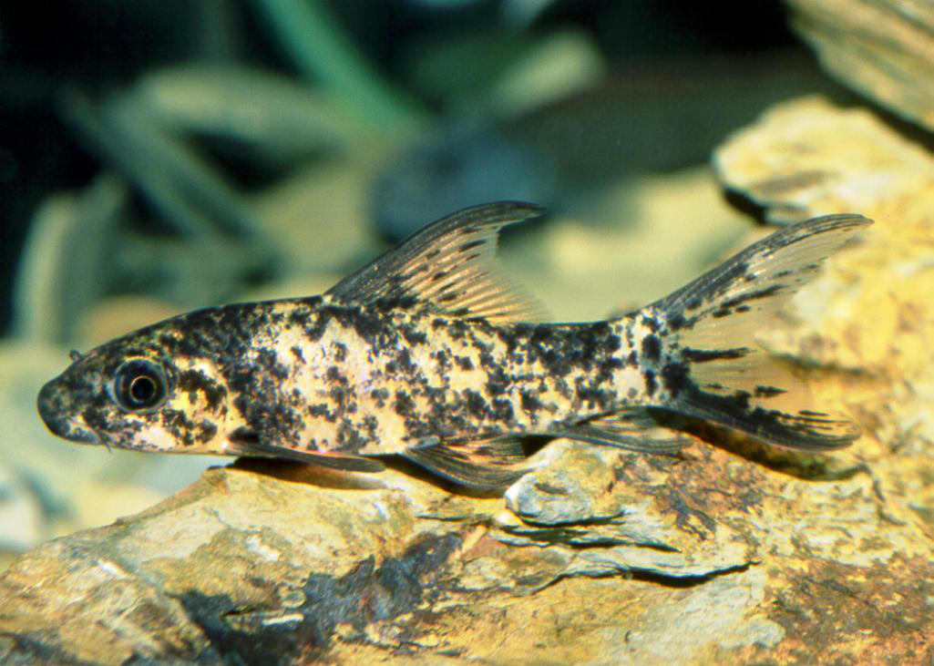 Labeo cyclorhynchus